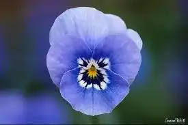 خانم مژگان میرمنگره